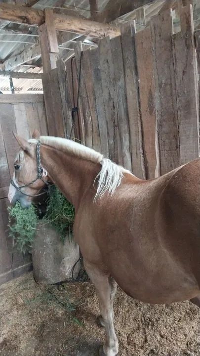 Égua Crioula  - Foto 4