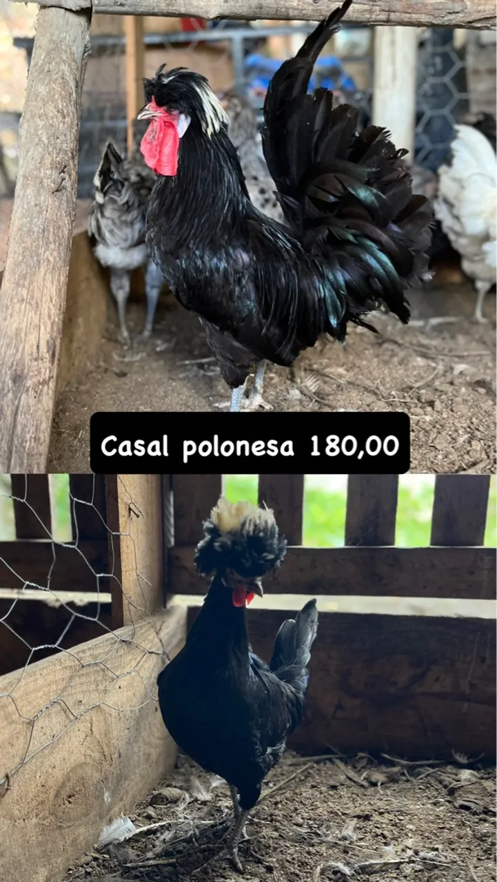 Casal de Galinhas Polonesas