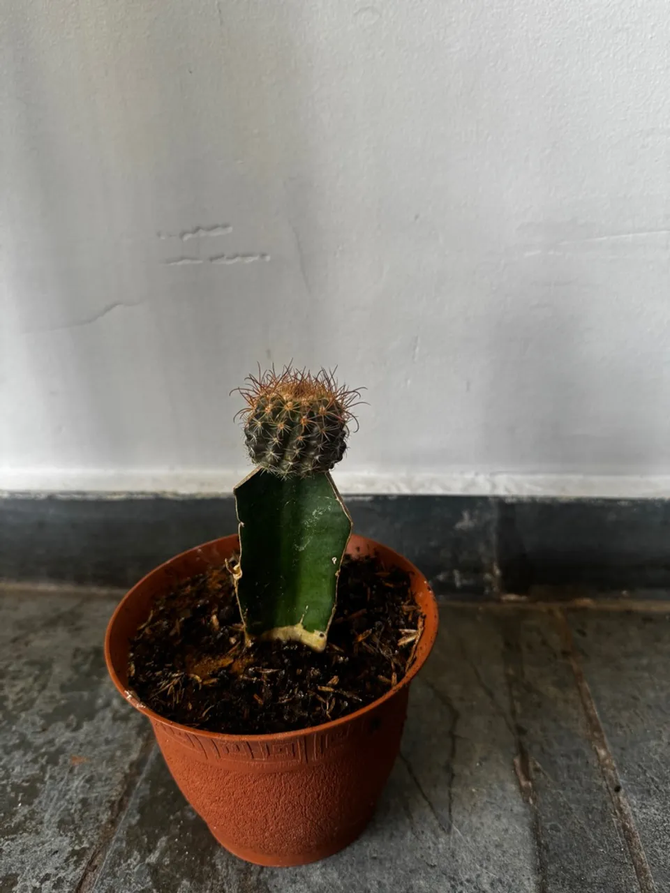 Cacto e suculentas