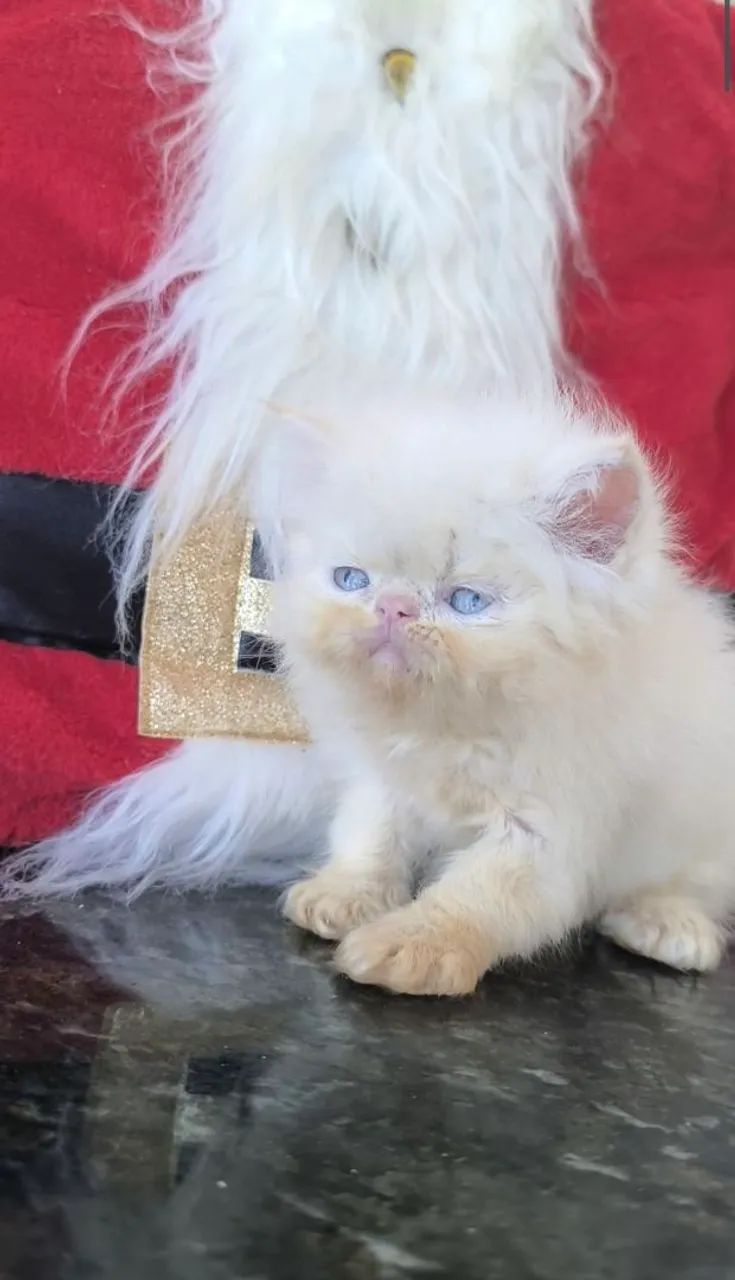 Gata Persa Himalaia Olhos azuis  - Foto 5