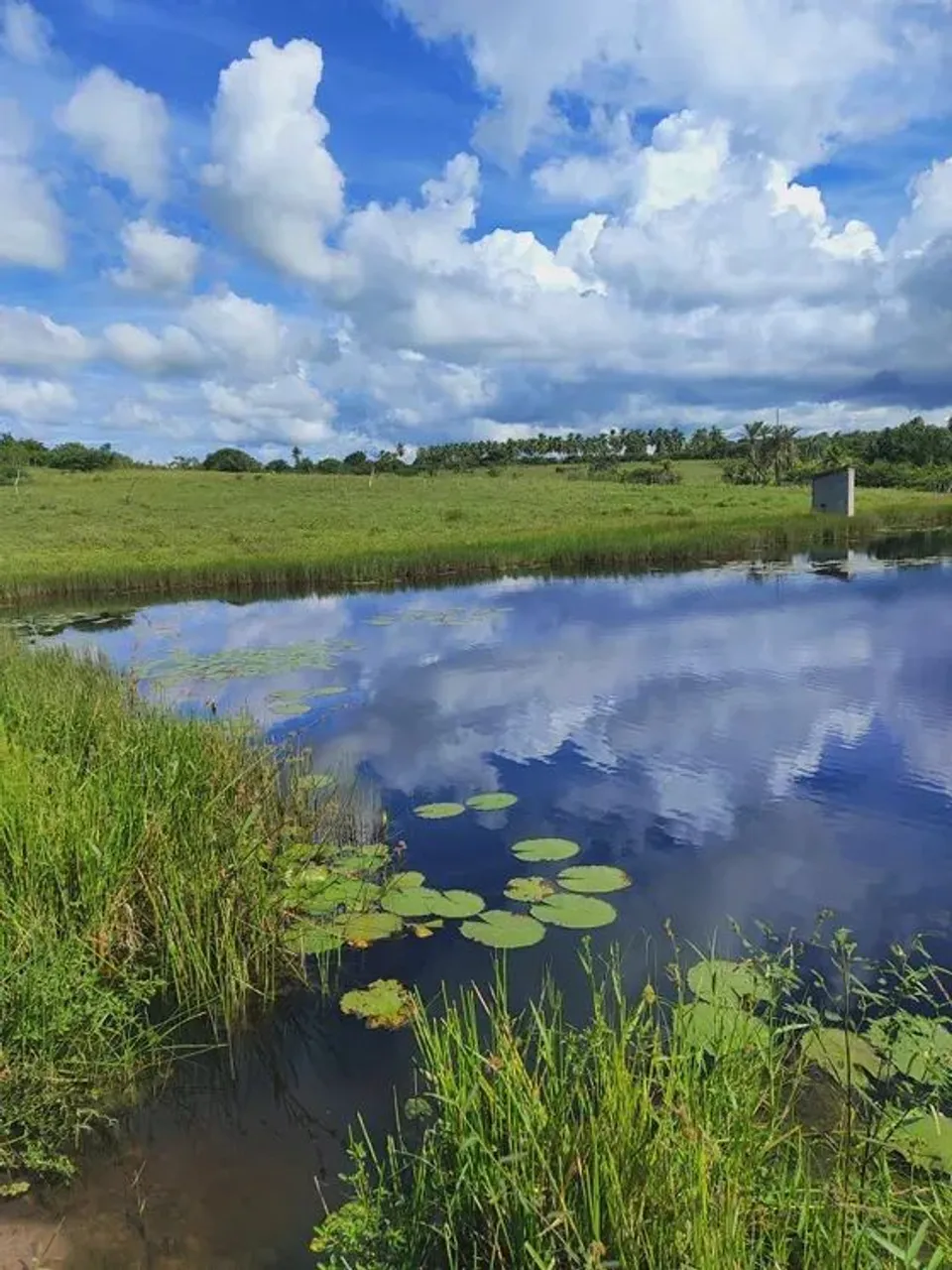 fazenda com 107 hectares em Monte Alegre