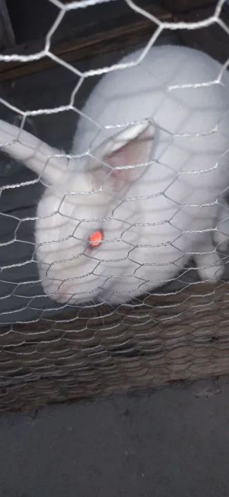 Vendo Coelho femea - Foto 4