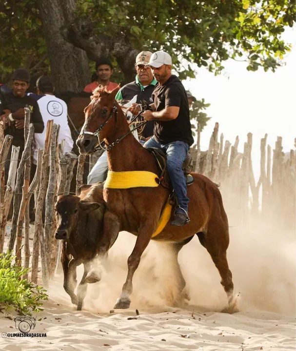 Cavalo de direita  - Foto 2