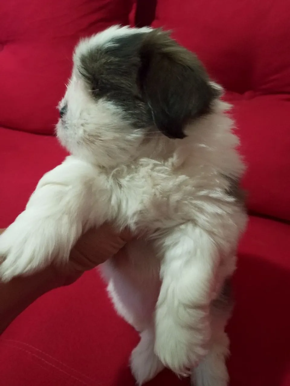Filhote de Shih-tzu