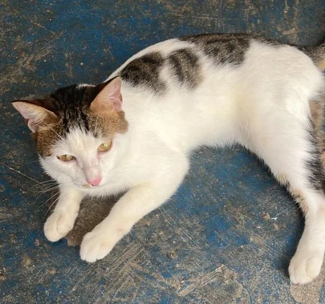 gatinhos para adoção - Foto 3