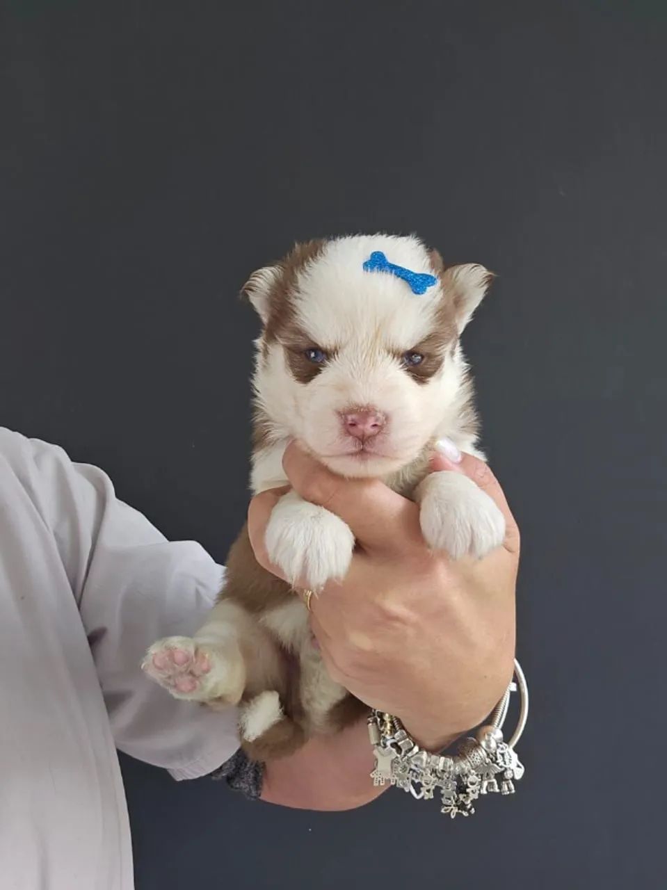 Siberian Husky | Shipping Nationwide and Internationally