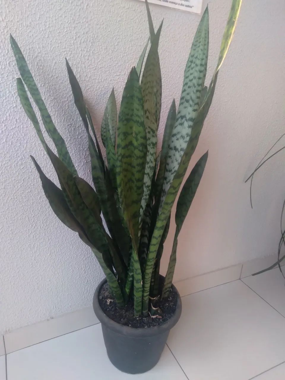 Planta espada de São Jorge  - Foto 2