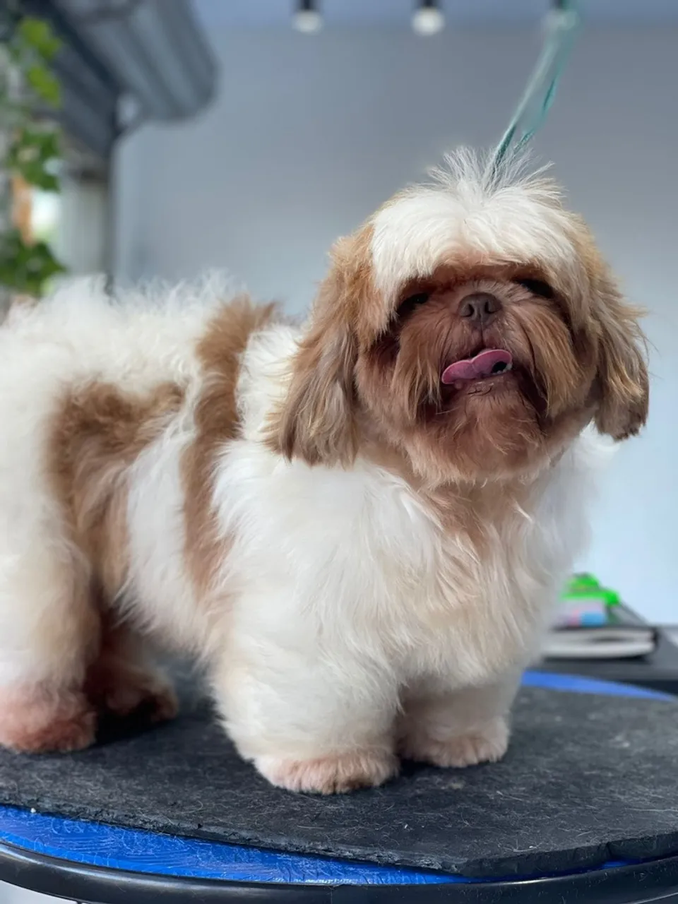 Shih Tzu- a procura de uma namorada.