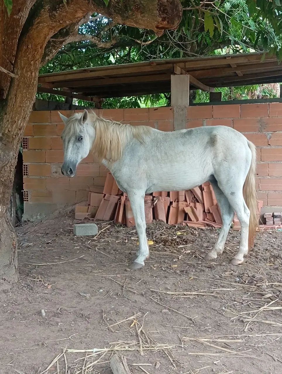 Vênso cavalos manso 
