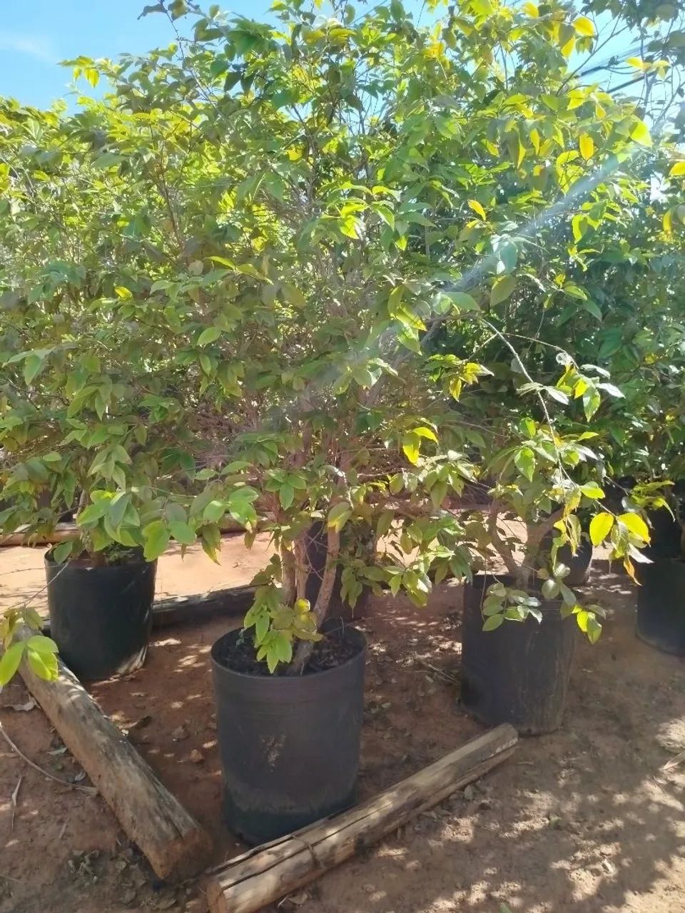 Árvore jabuticabeira em vaso - Decoração e paisagismo - Foto 5