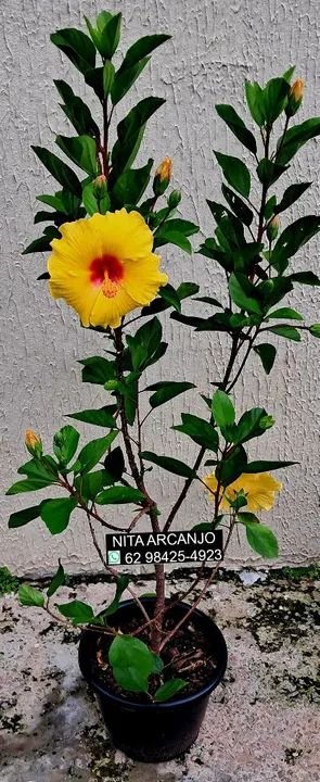 Planta pata de elefante hibisco caladiuns... - Foto 4