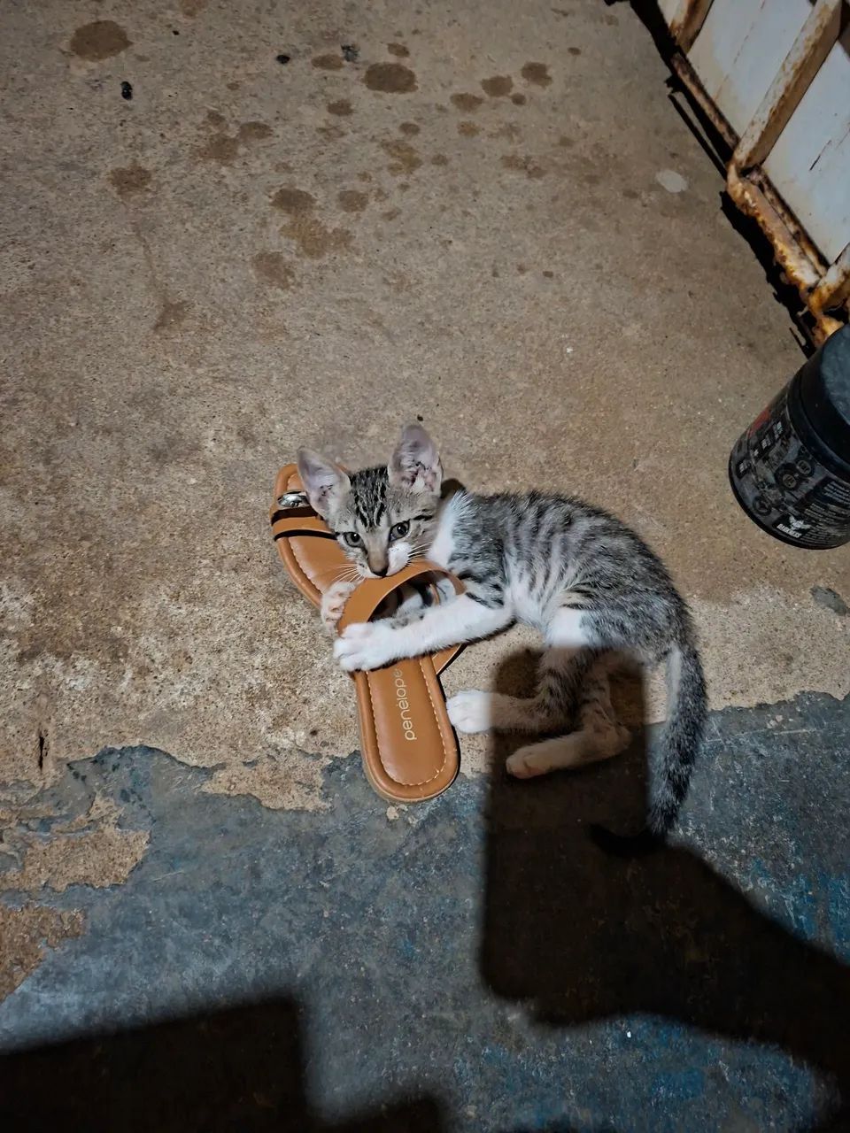 Doa se gatos 