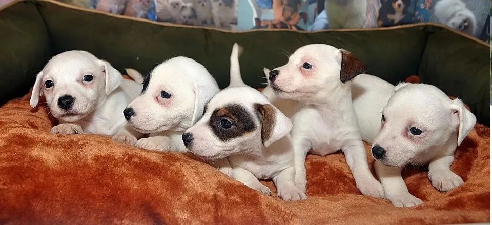 LINDOS PEQUENOS E BRANQUINHOS 