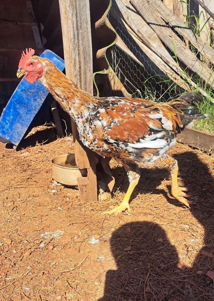 Frango balão 