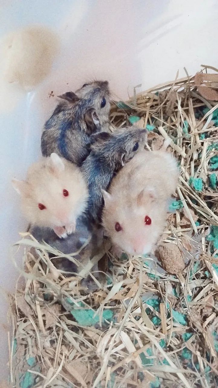 Hamster anao russo macho