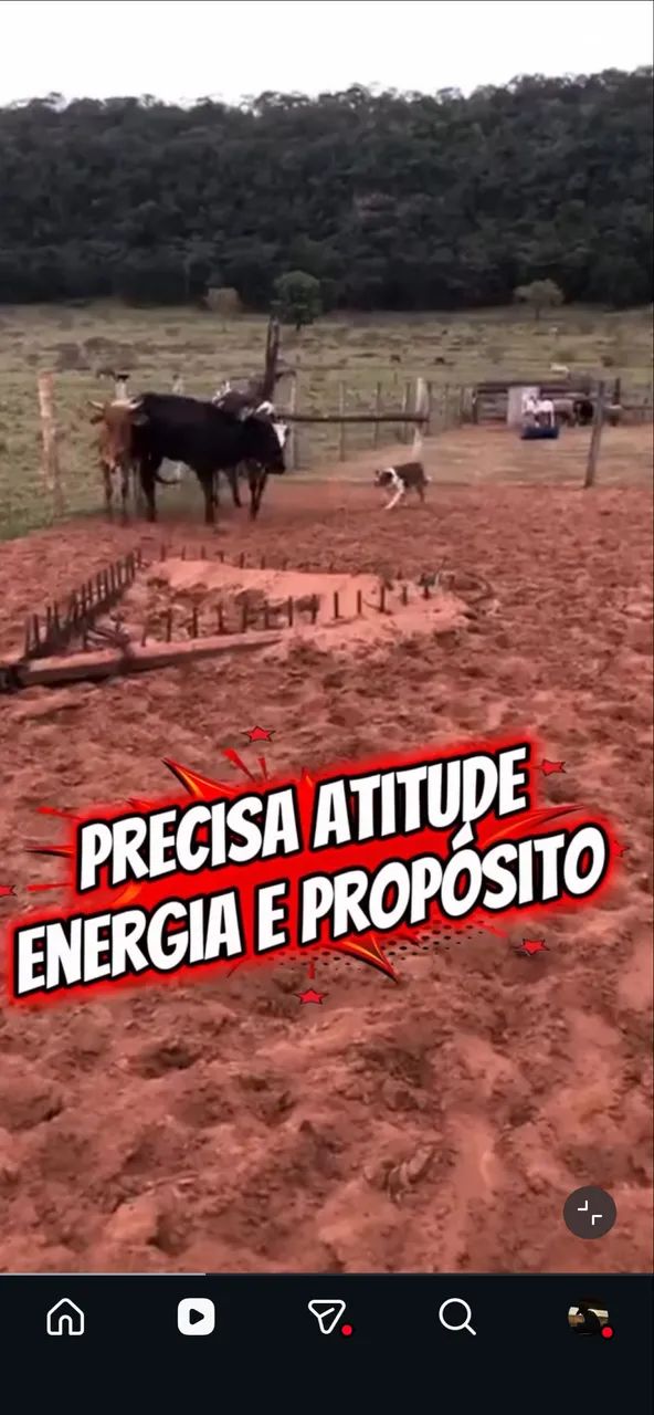 Filhotes de Boder collie pastoreio  - Foto 3
