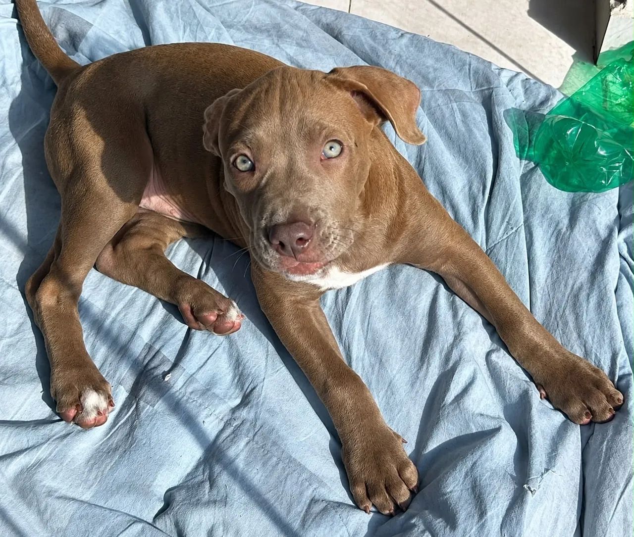 Pittbull  - Foto 5