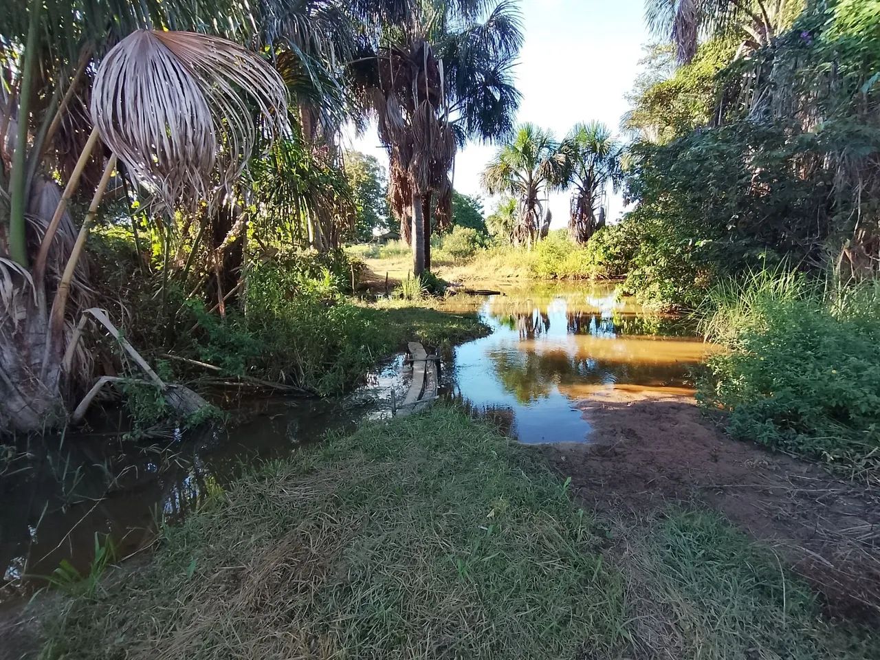 Vende-se uma 8 alqueire  - Foto 3