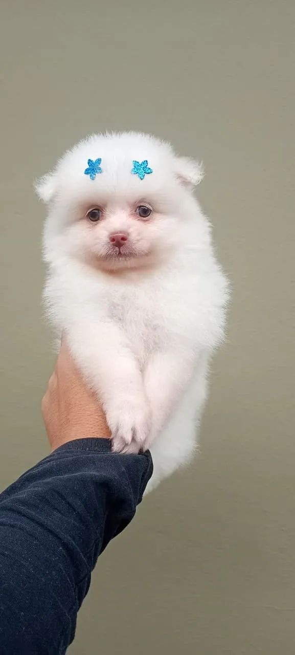 Spitz Alemão macho vacinado e vermifugado - Foto 2