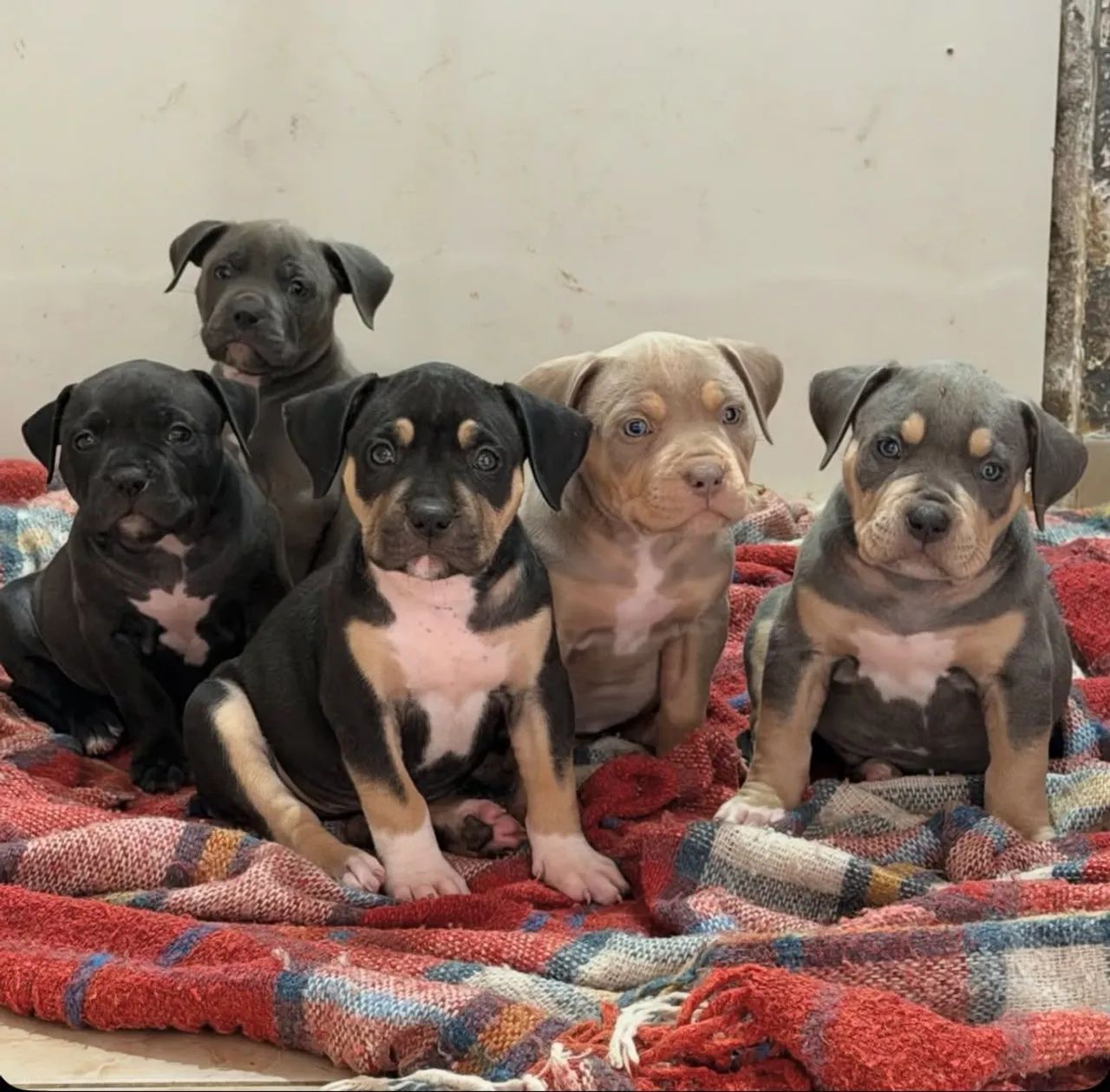 American Bully - Foto 4
