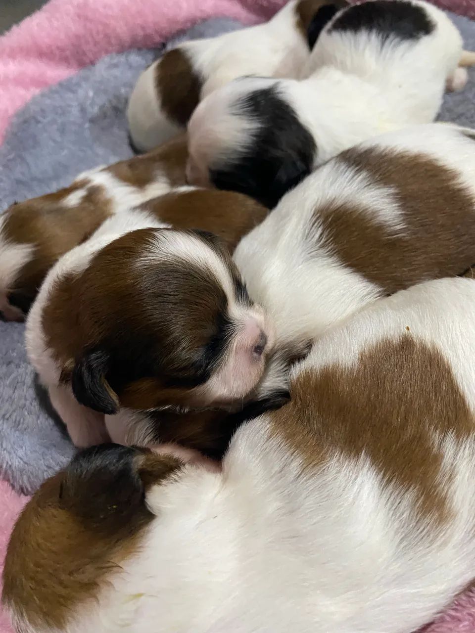 Shihtzu  - Foto 2