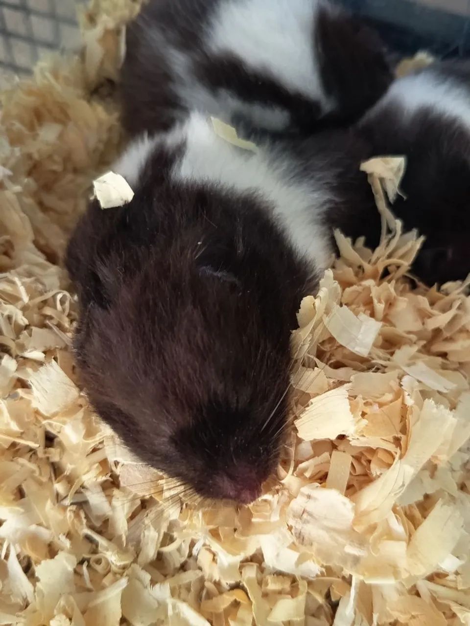 Hamster Sírio Panda - Foto 5