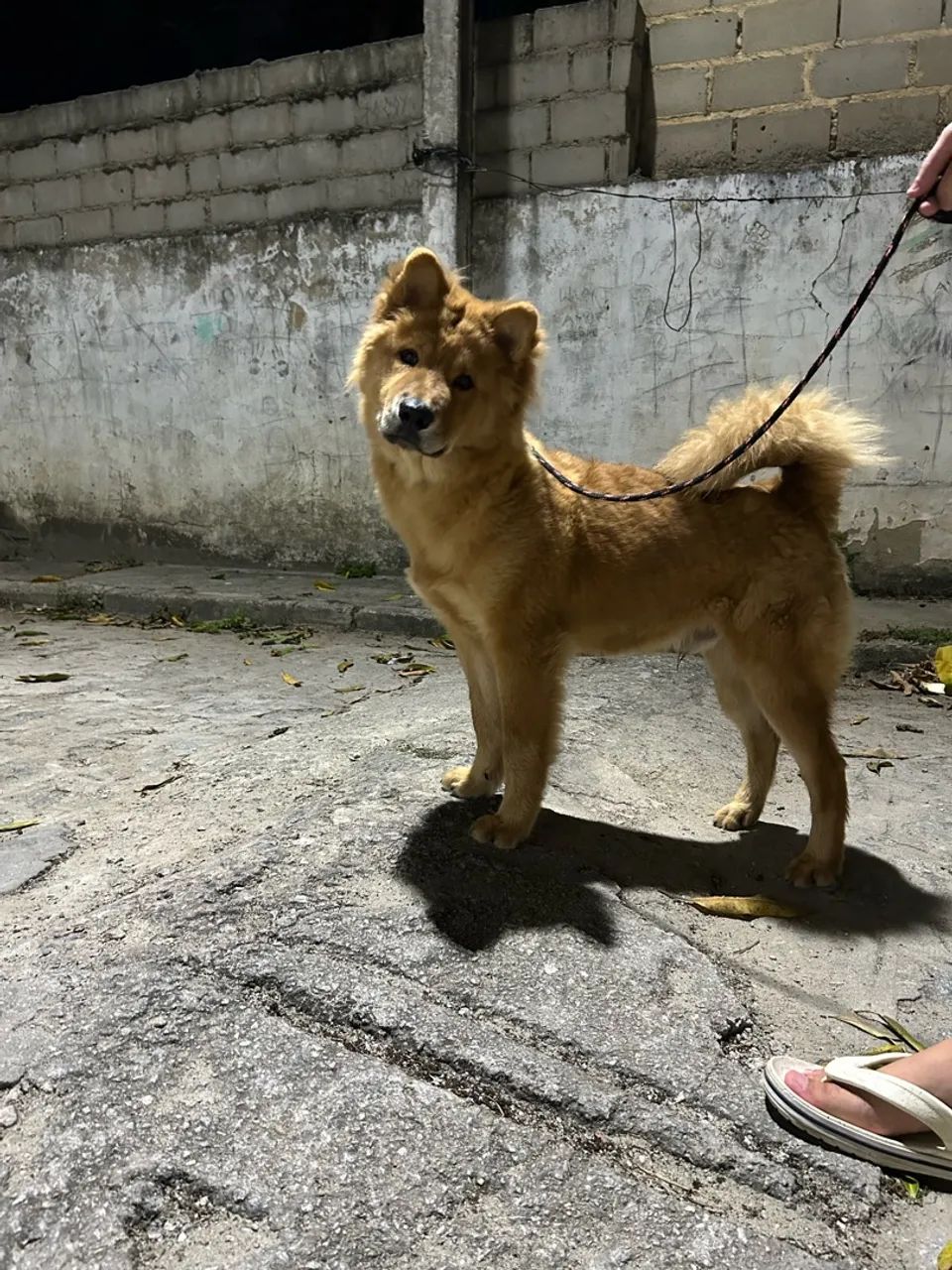 Cachorro Husky com Chow-Chow - Foto 4