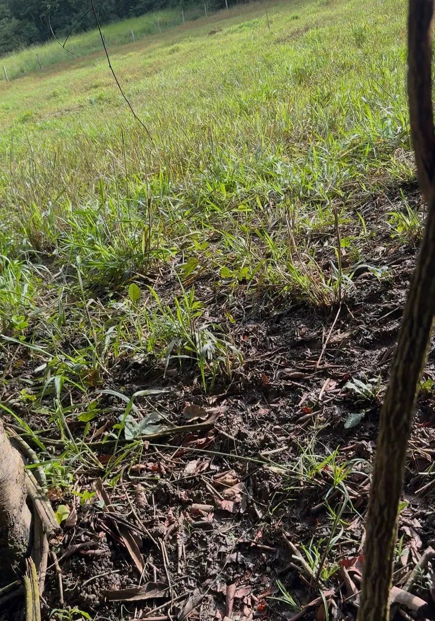 Chácara na beira do rio Uru em Itaberaí  - Foto 4