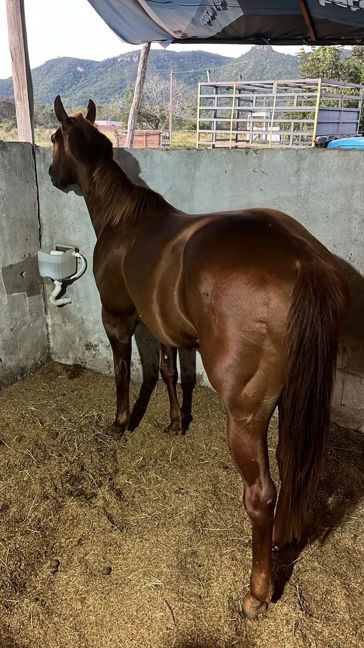 Cobertura cavalo quarto de milha  - Foto 3
