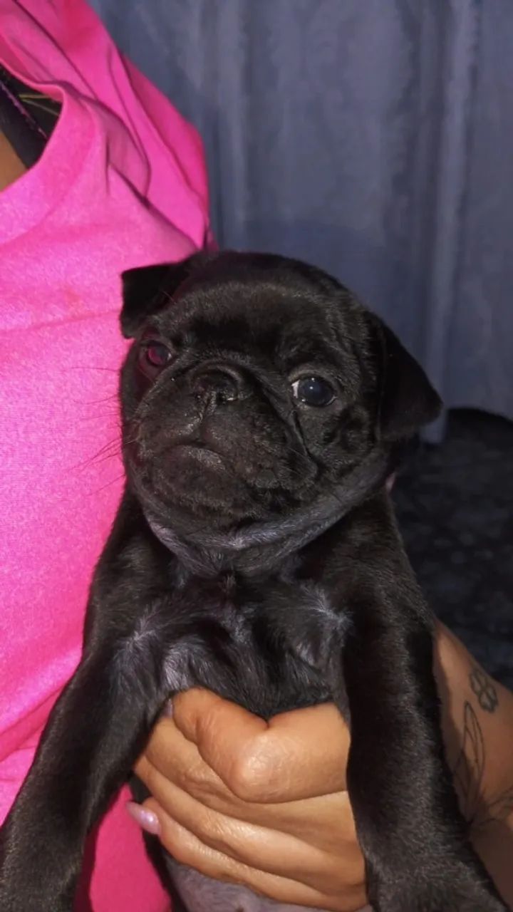 Cachorro