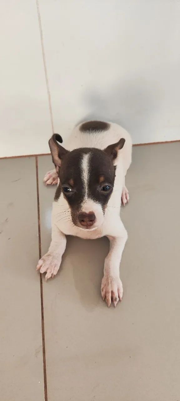 Pinscher 2 meses  - Foto 3