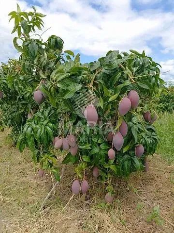 Área com 12,5 Hectares em Petrolina/PE! - Foto 3