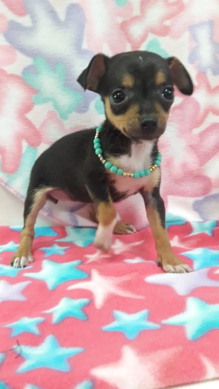 Pinscher