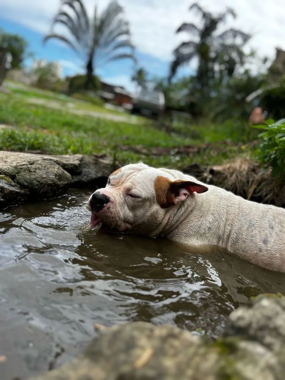 Hospedagem Para Pet's - Foto 4