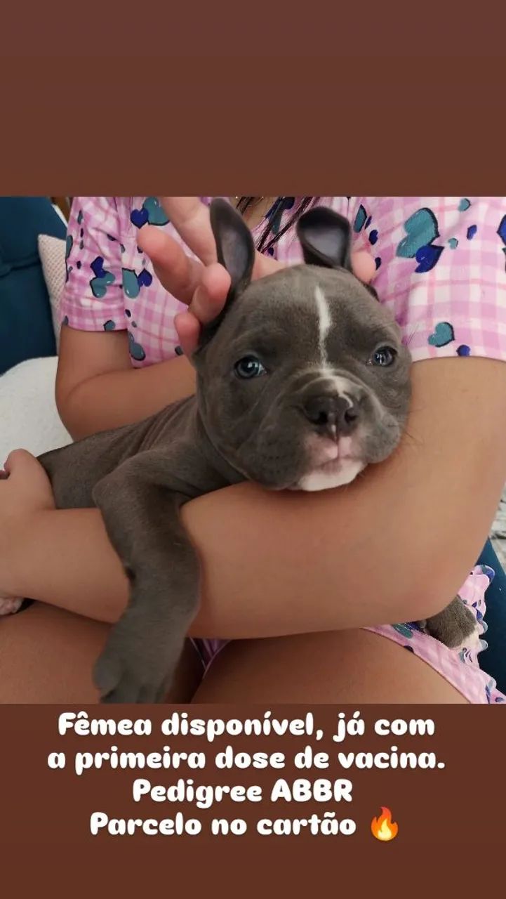 American Bully fêmeas e machos - Foto 3