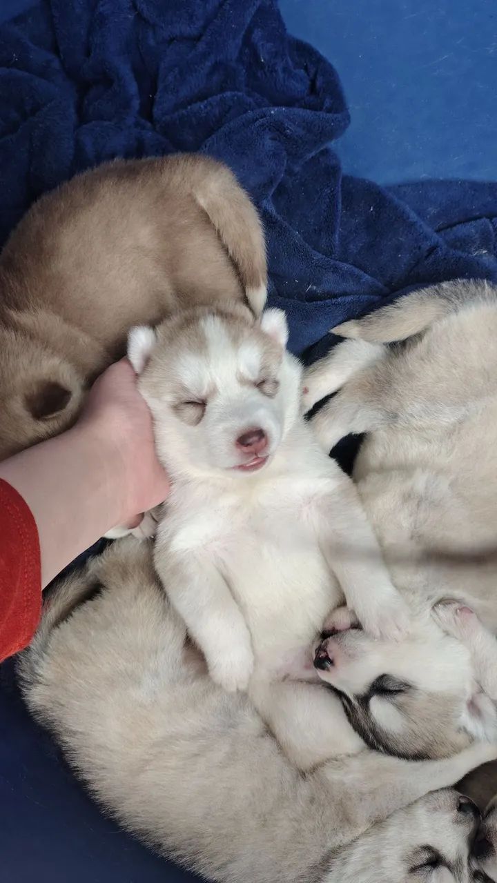 Husky Siberiano Fêmea  - Foto 2