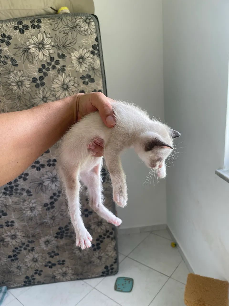Gatos para doação  - Foto 2