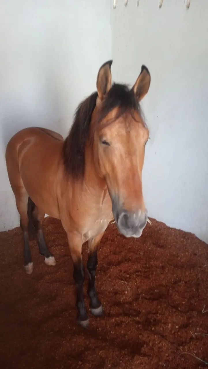 Cavalos  - Foto 4
