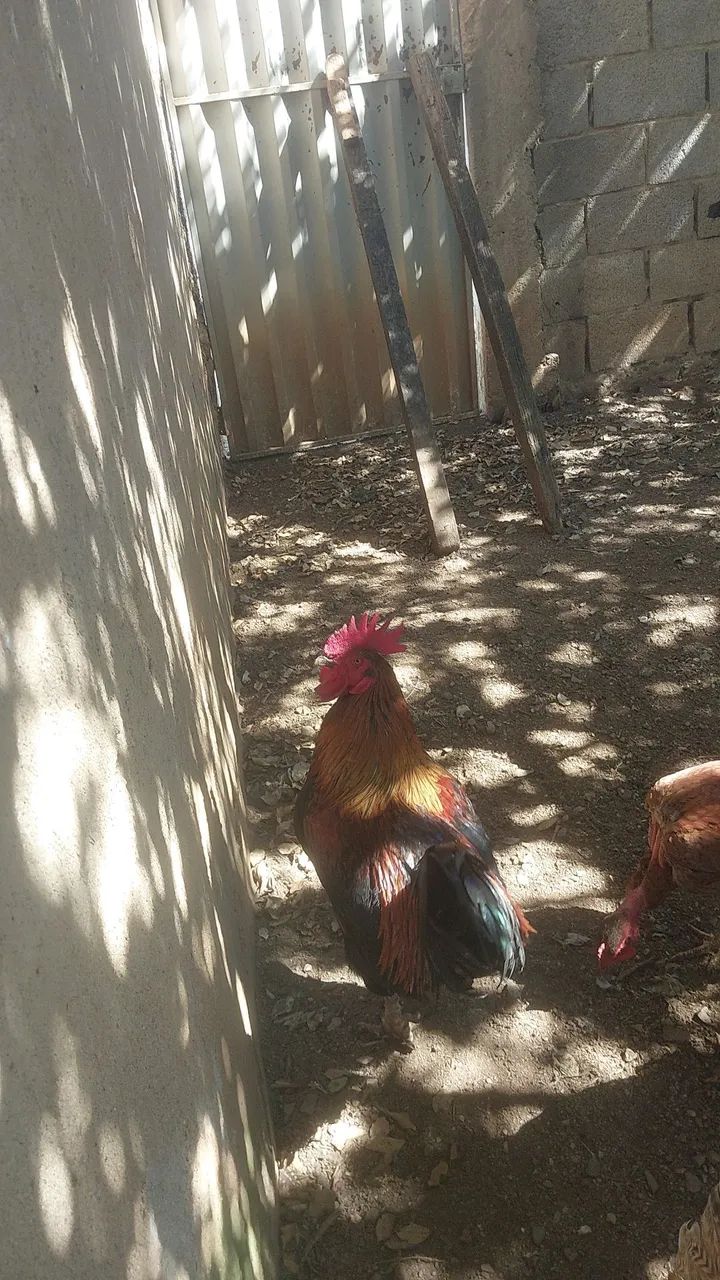 Galo  - Foto 2