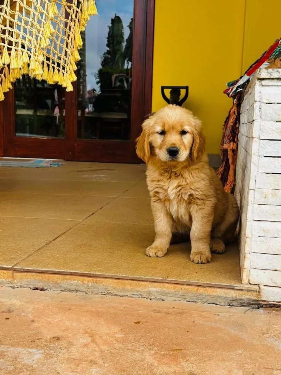 Golden Retriver macho lindo - Foto 5