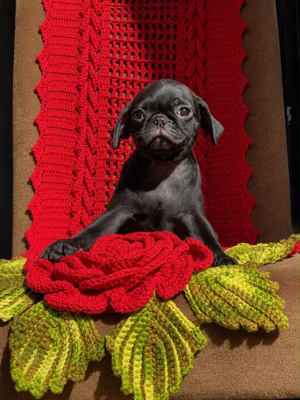 Pug puros  - Foto 5