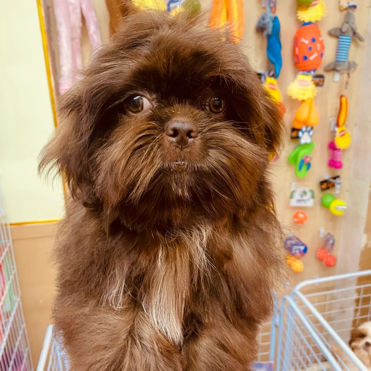 Shihtzu Chocolate  - Foto 3