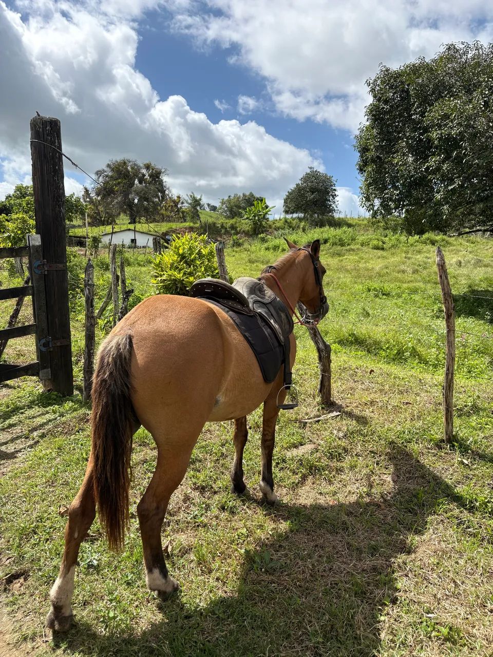 ÉGUA MANSA PRA MULHER E CRIANÇA  - Foto 3