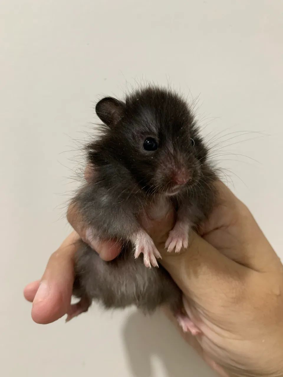 Filhote de hamster sírio peludo