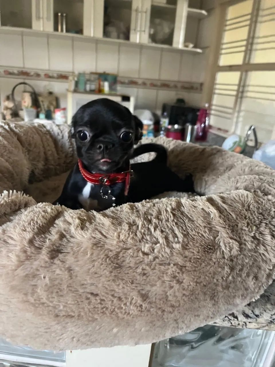 Chihuahua macho  - Foto 2