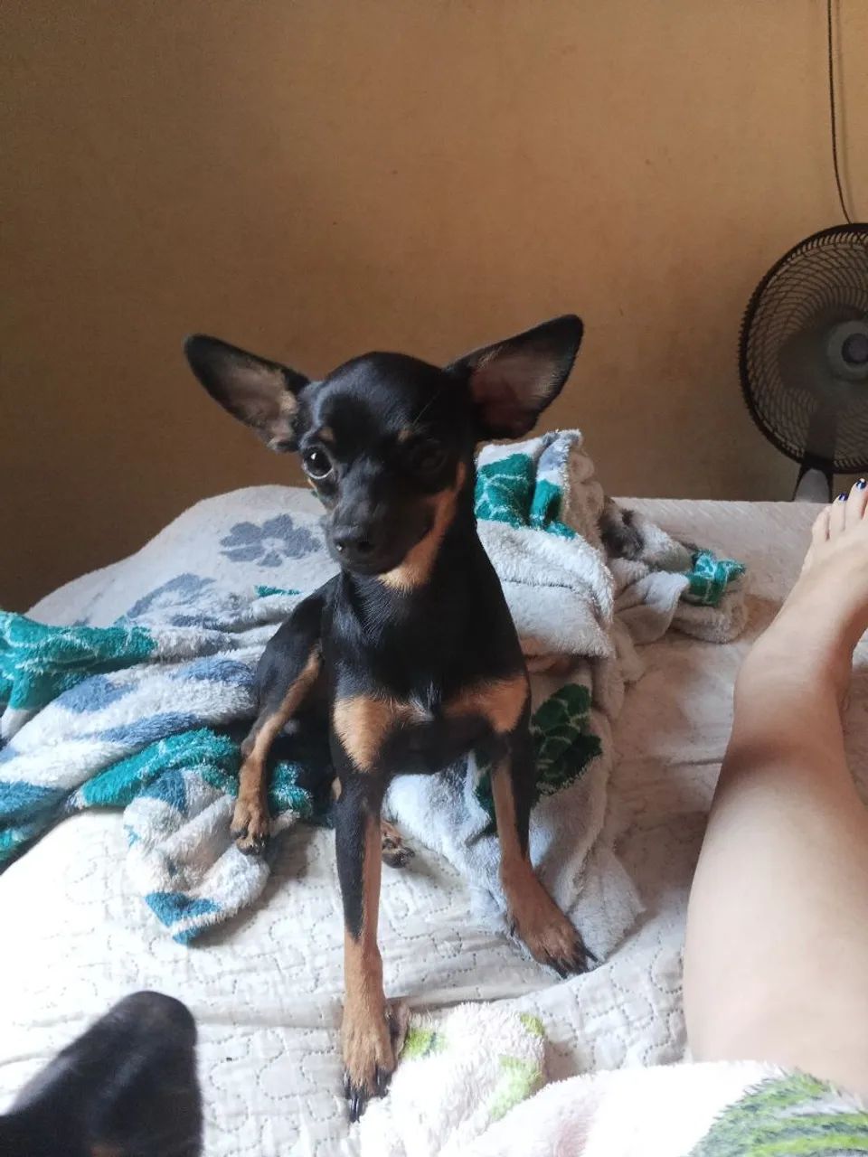 Pincher 1 - Foto 3