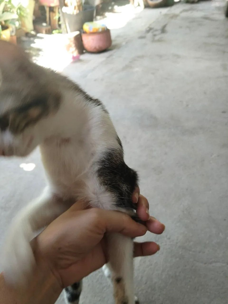 Doação responsável 2 gatinha castrada  - Foto 4