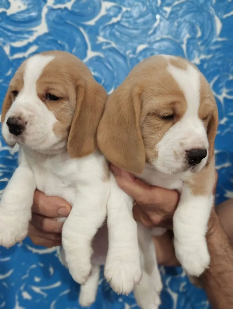 Filhotes de beagle