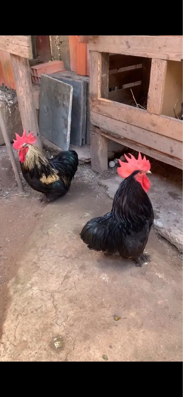 Galo mini conchim  - Foto 2