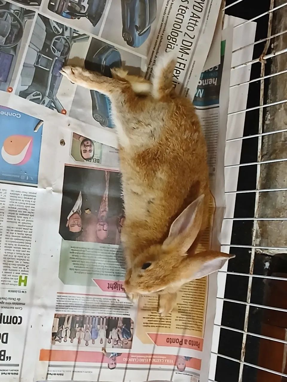 Vende-se Coelho novo e dócil. - Foto 2